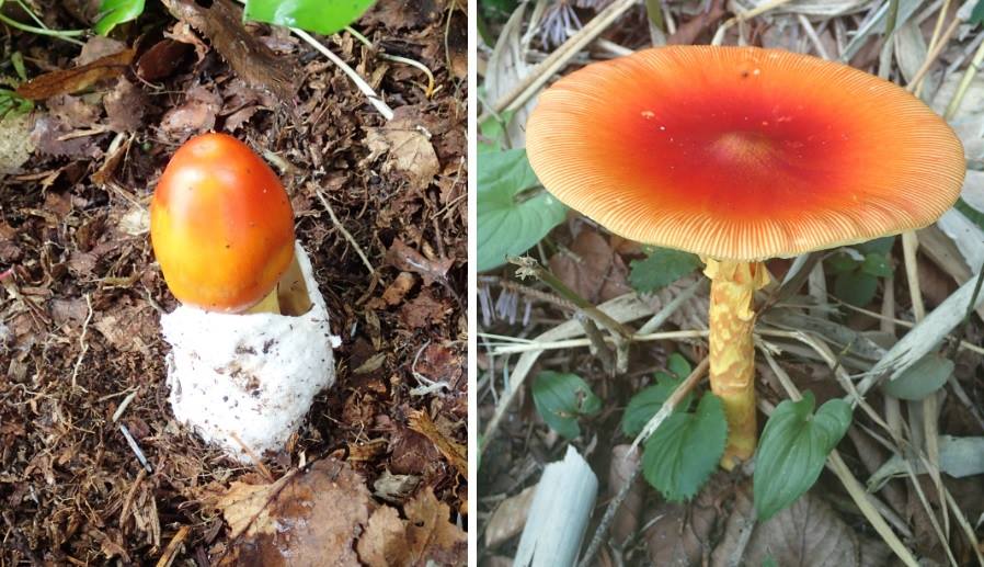 10553381_10152573920969799_5877136392104895387_n